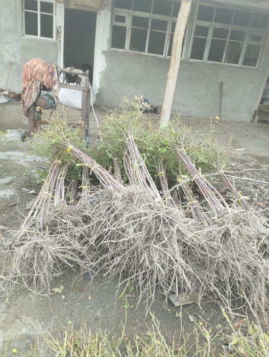 Штампвий гуллар сотилади