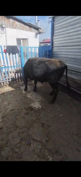 Продам быков живьём и мясом
