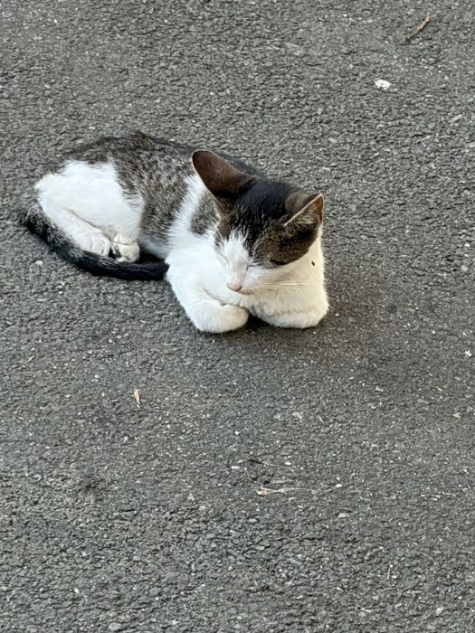 Motănel de 3 luni, salvat de pe stradă, își caută urgent familie în București!