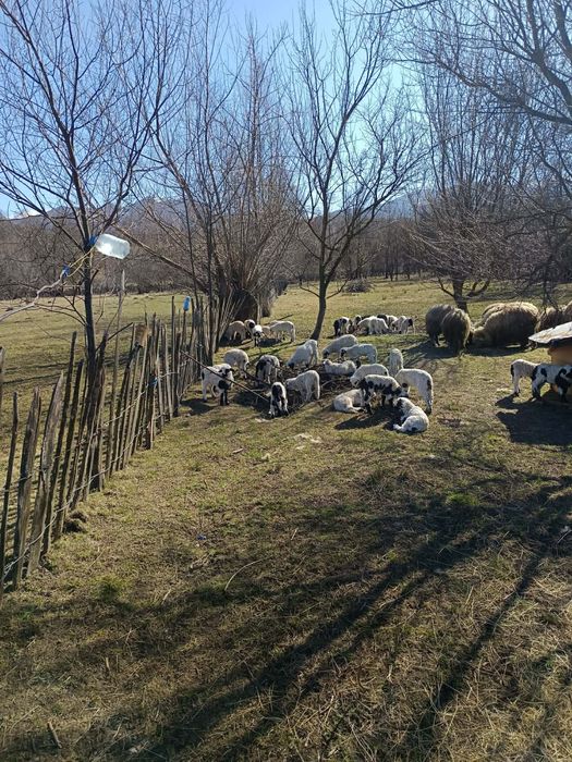 Vand oi, miei si berbeci