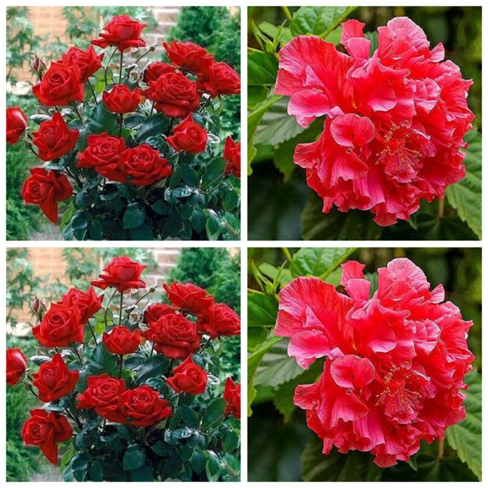 Butas(Răsad) Trandafir Japonez Hibiscus Sinensis,Rosu,Roz,Alb,Mov,Galb