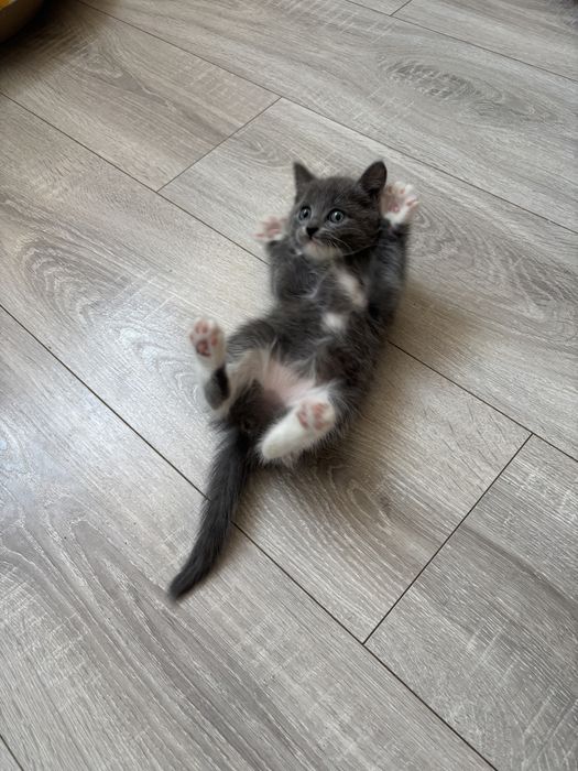 Отдам котят  2 девочки (серо-белые)