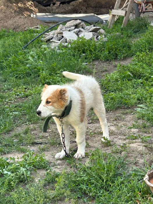 Щенок (САО) алабай