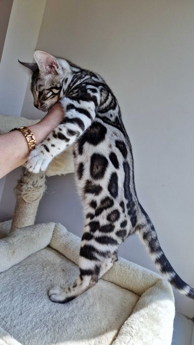 Сребърни и снежни бенгалски котенца