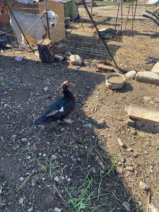 De vanzare doua rate mute si un ratoi.