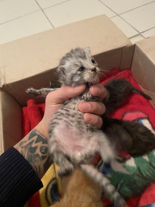 Котенки вислоухие