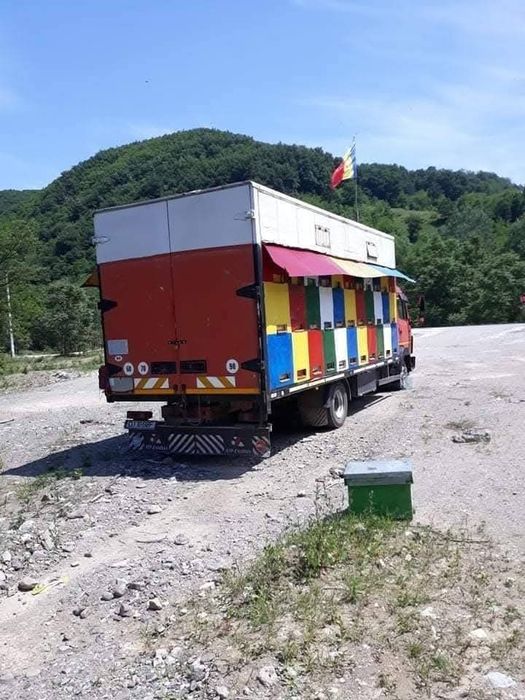 Camion apicol stupii