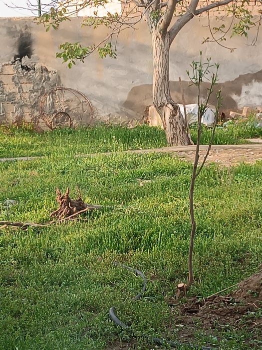 Янги Узбекистан Yer dacha sotiladi