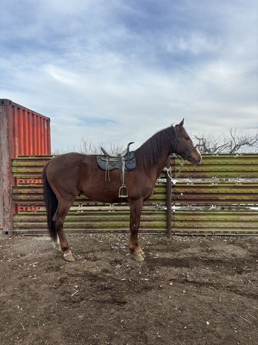 Продам Дончак Жеребец