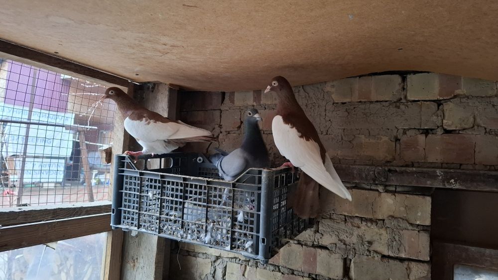 Голуби камышинские