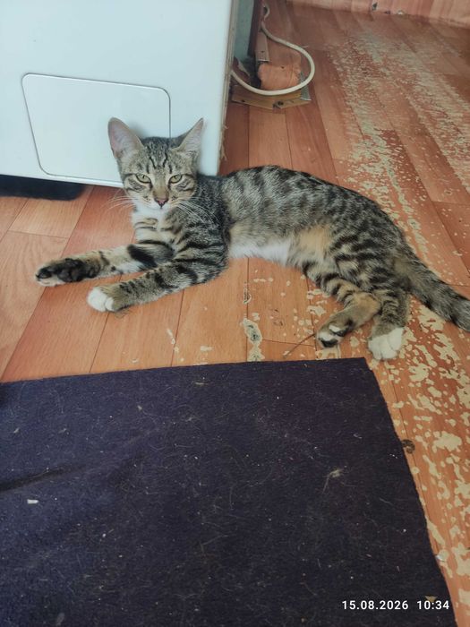 Котят в  хорошие руки