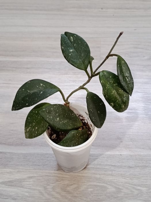 Продам комнатные цветы