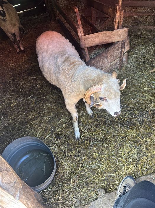 Berbec de vânzare 1 an – bun pentru reproducție