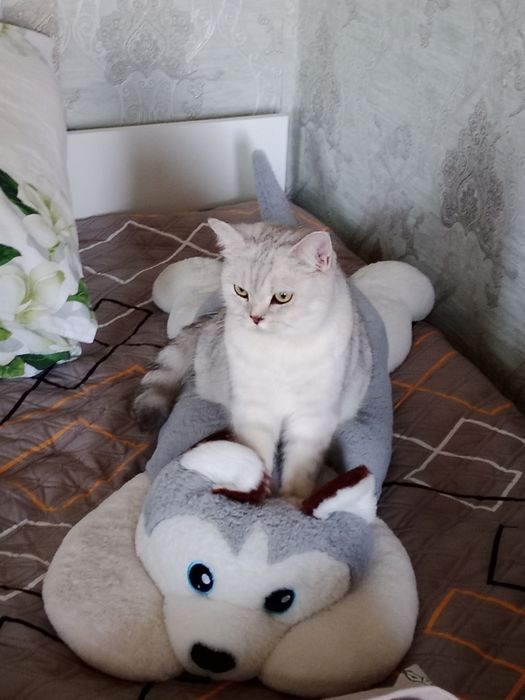 Отдам британскую кошечку.
