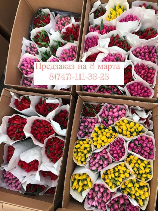 Тюльпаны Астана по выгодным ценам