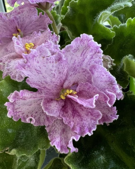 Детки сортовых фиалок