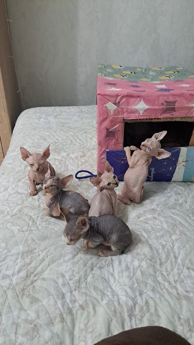 Чудесные Котята Донские Сфинксы.