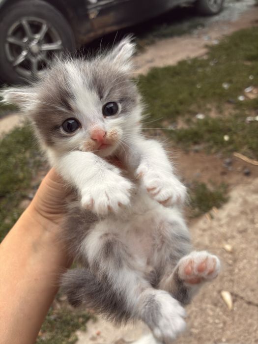 Отдам в добрые руки котята