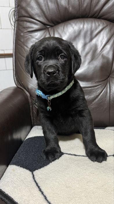 Pui Labrador Retriever