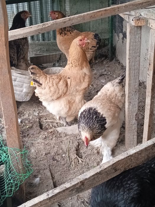 Продаются яйца брамы