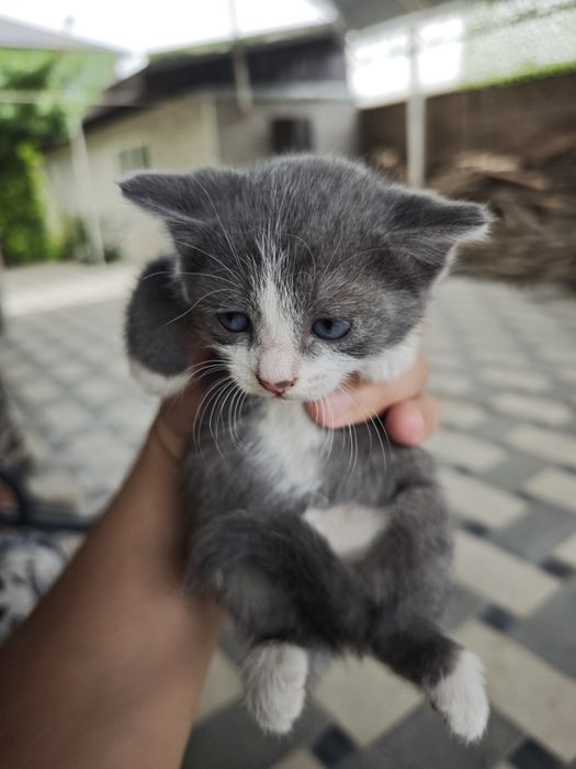 Котята бесплатно