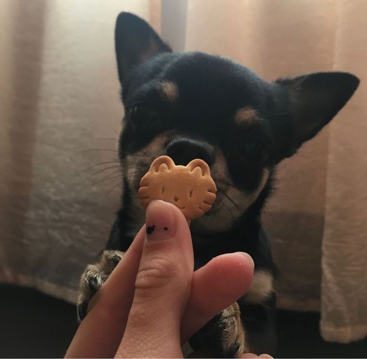 Чихуахуа щенок продам