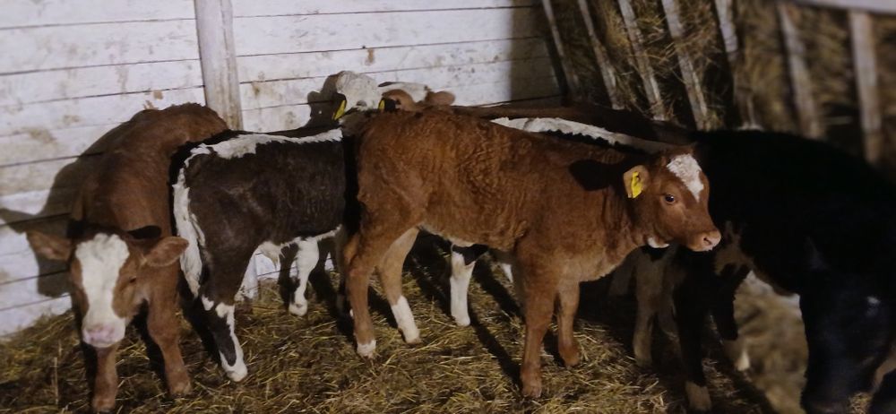 Vând viței baltati