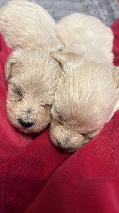 Продаем очаровательный мальтипу
