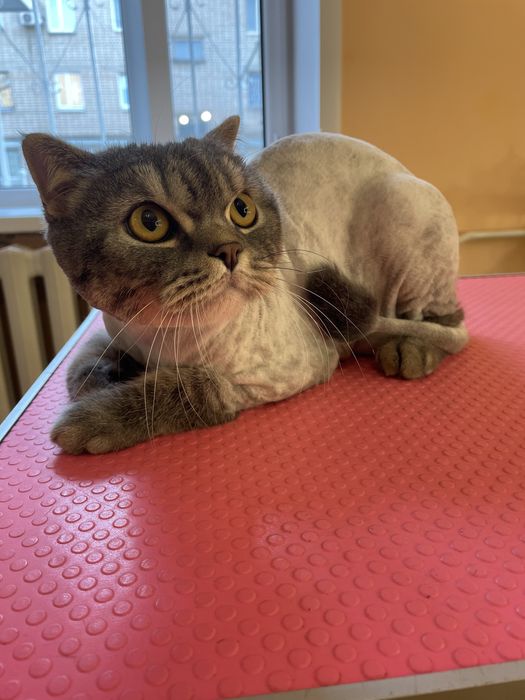 Стрижка кошек без наркоза!