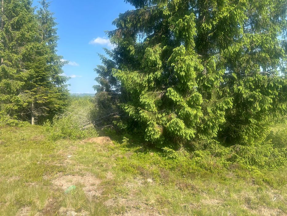 Teren Belis de vanzare