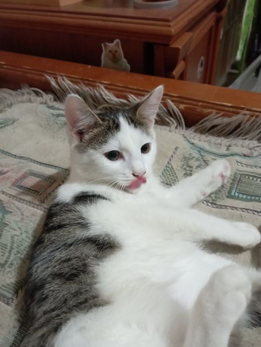 Отдам котика. Мальчик