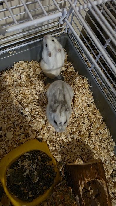 Vand familie hamsteri