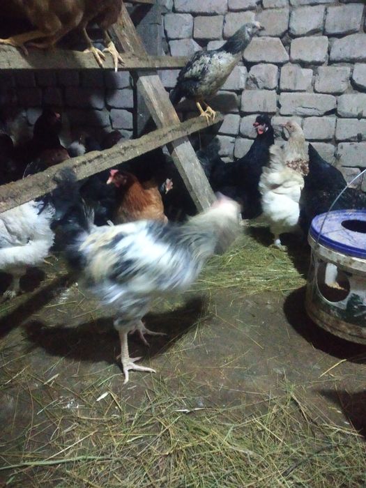 Продам петушков продам