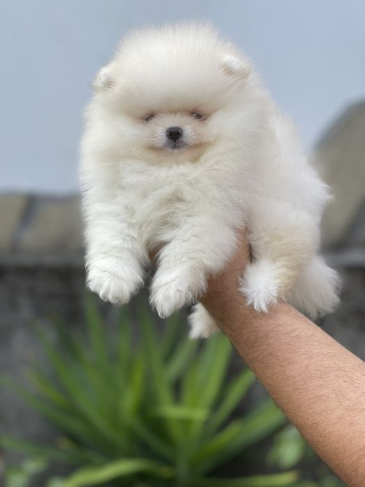 Померан мини