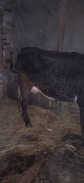 Vând vaca baltata românească