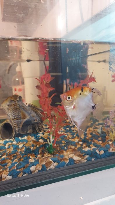 Продам аквариум 30литр