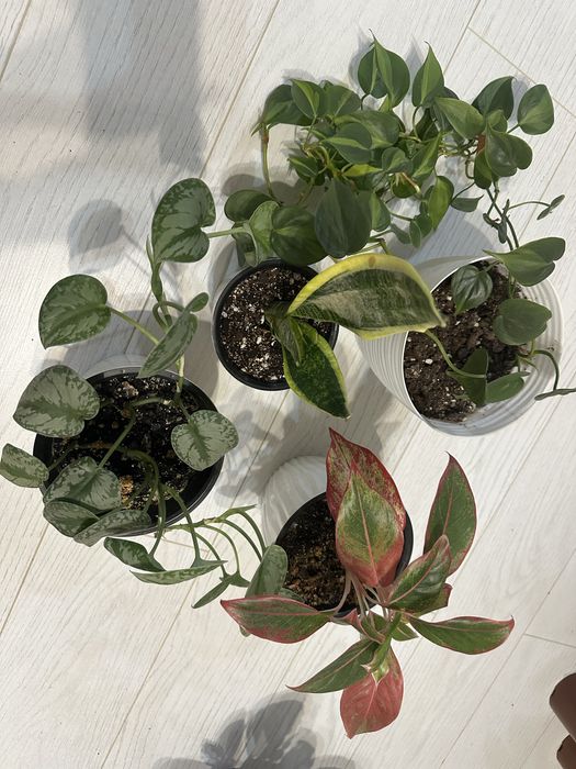 Шикарный Комбо Набор