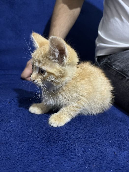 Отдам котят  2 месяца в добрые руки