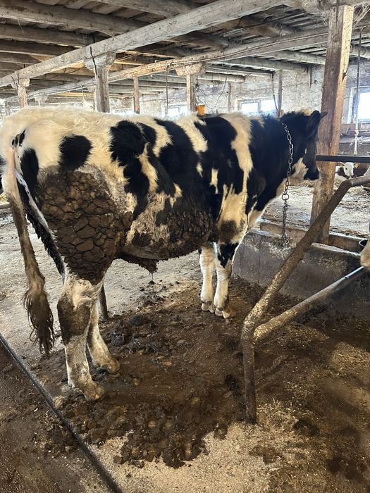 Vand vitele si un tauras