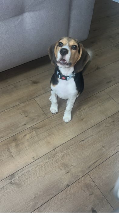 Продам щенка бигель