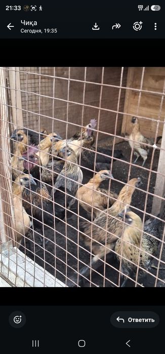 Продам куры породы лакеданзи