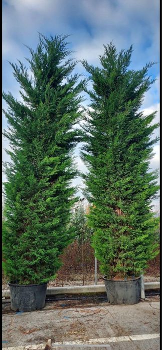 Туя Брабант и Лейланди в саксия 200+см Здрави, гъсти растения ТОП ЦЕНА