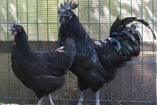 Ухейилюй Тухумлари