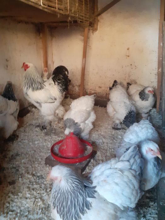 Ouă pentru incubare