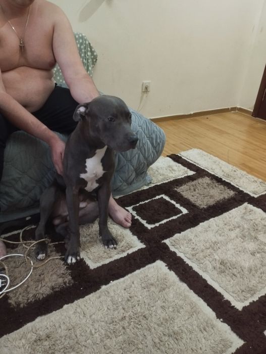 Продам сабаку пидбуль