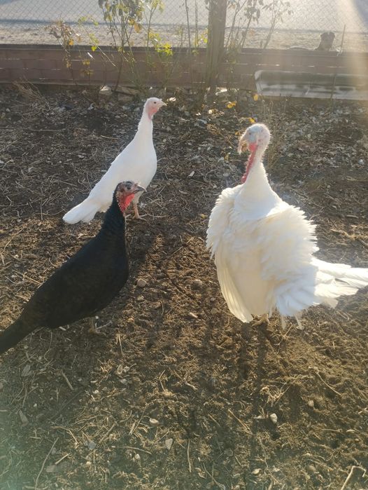 Продаются индюки