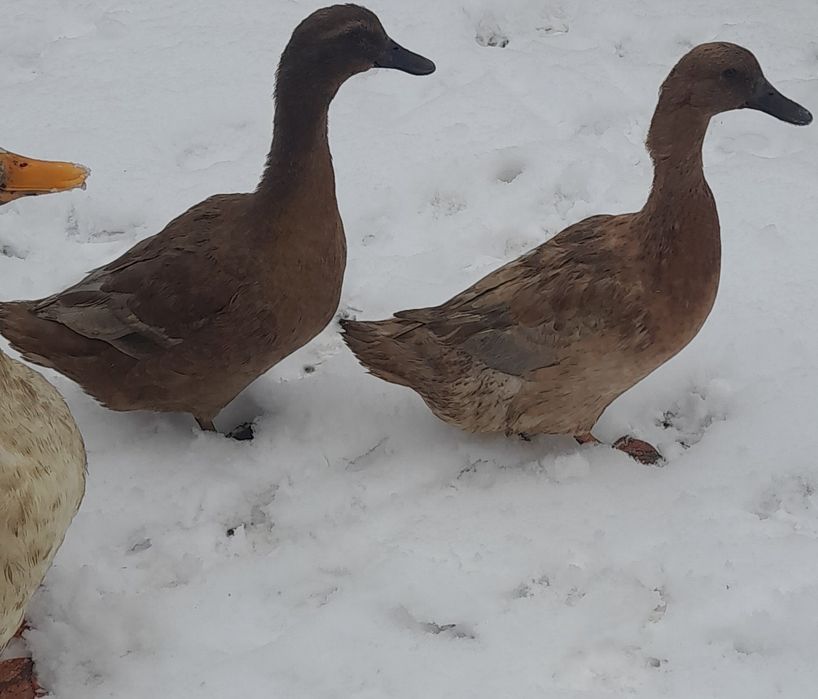 Vând rațe indiene crescute la țară