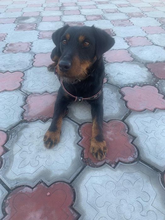 Вязка Ягдтерьера