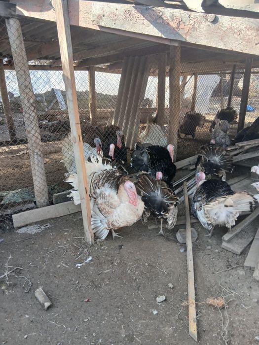 Продается индюки  самцы