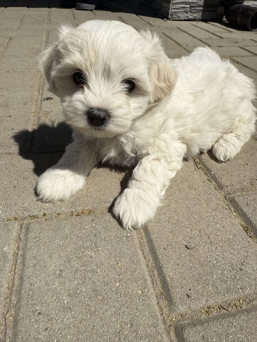 Fetita Bichon Maltez